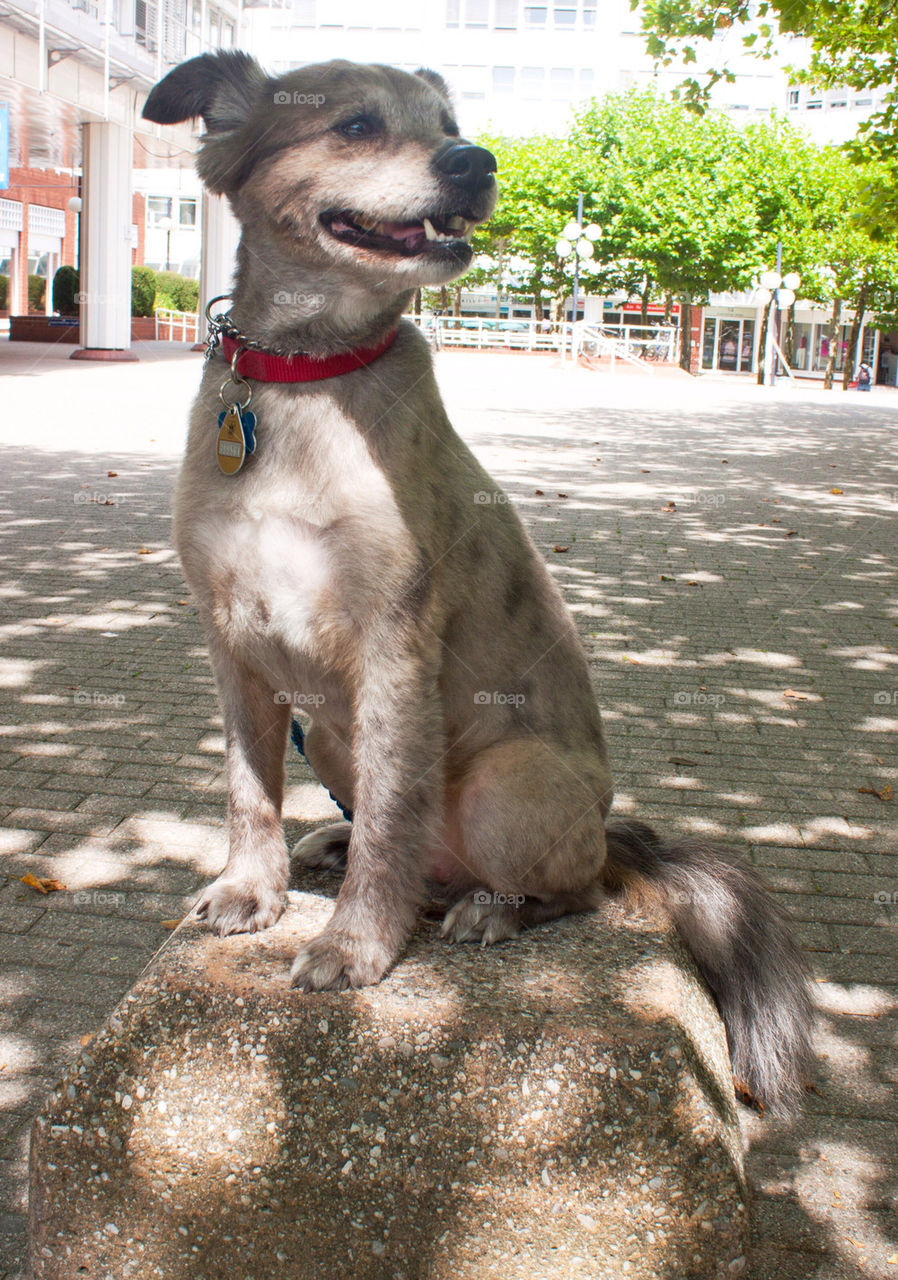 Statue dog