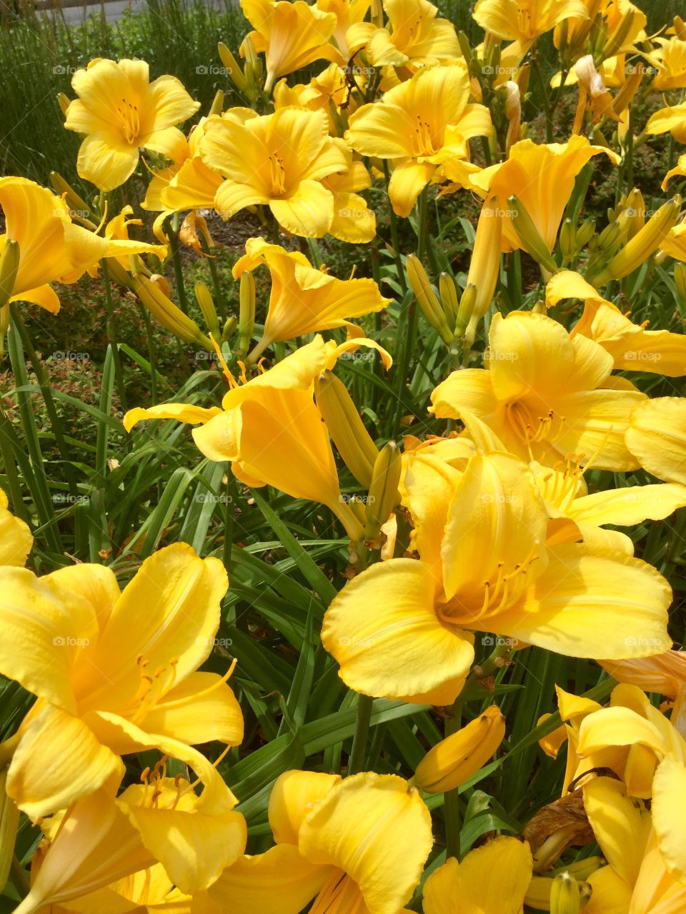 Beautiful yellow flowers 