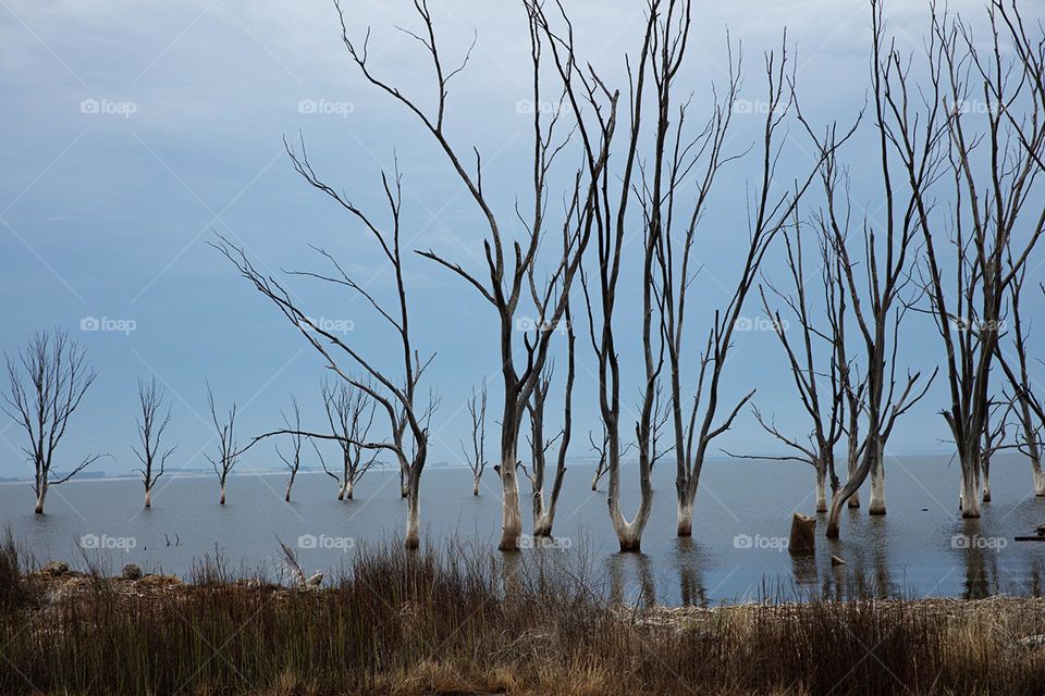 Dry trees in a lagoon 