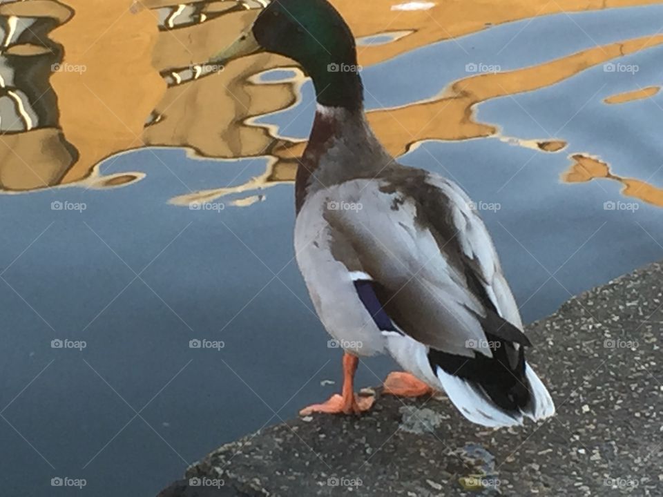 Bird, Duck, Water, Nature, No Person