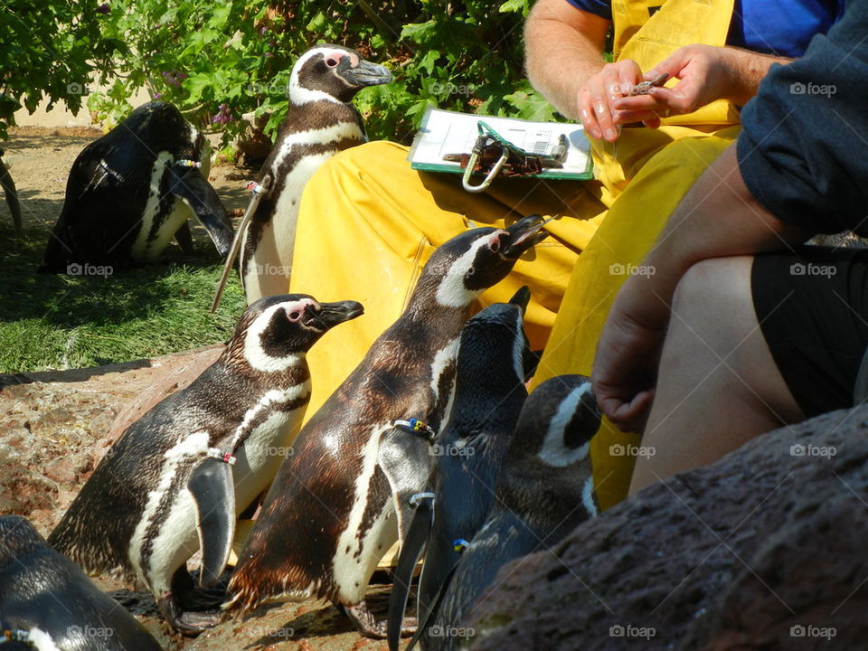 feeding the penguins