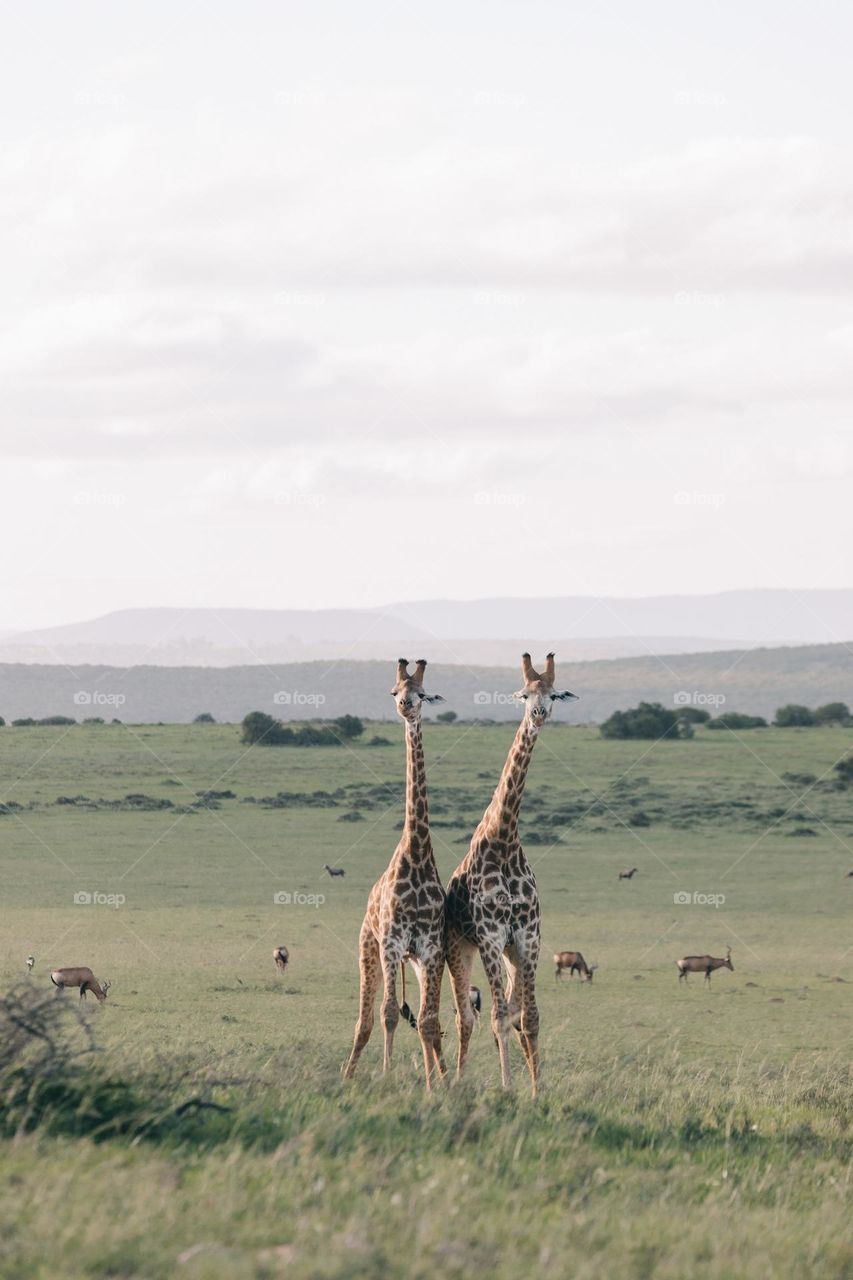 two giraffes