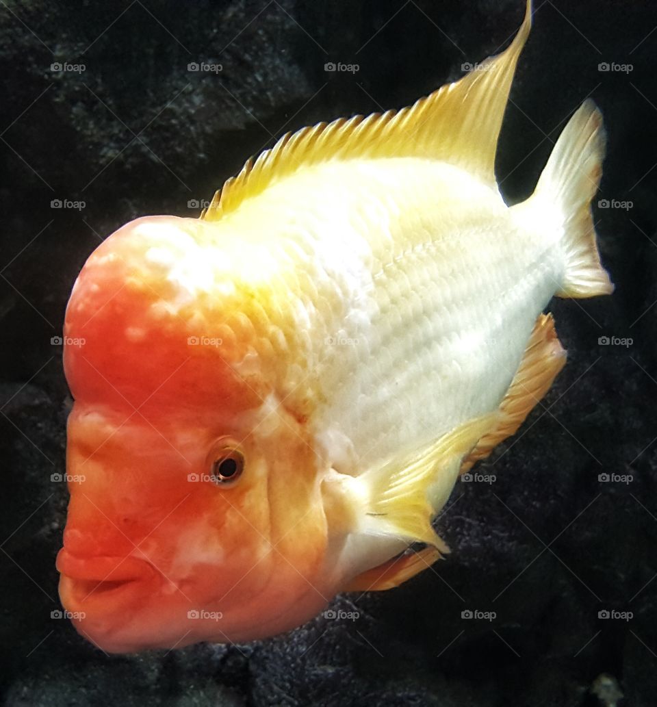 Beautiful Fish