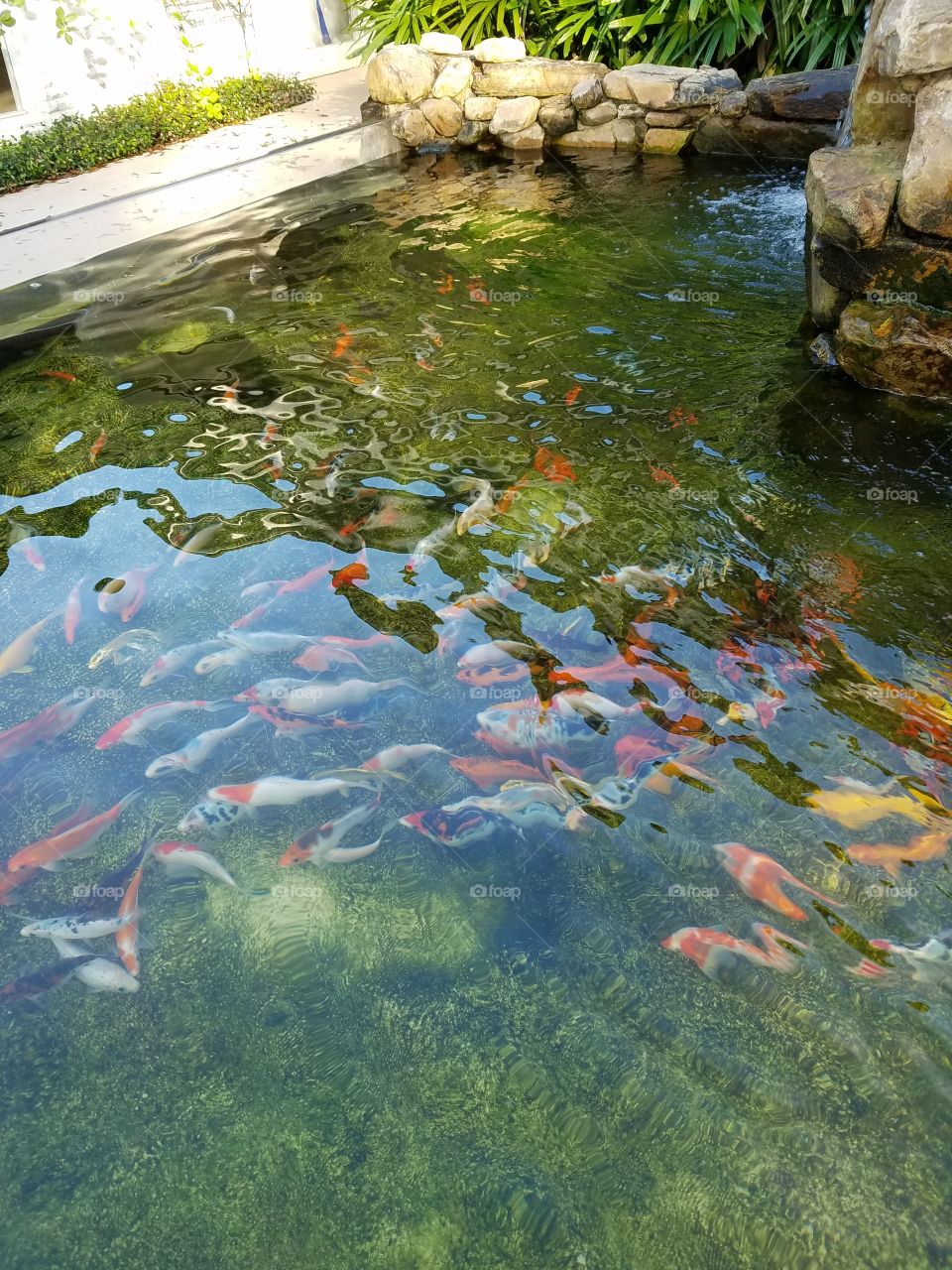 koi fish pond