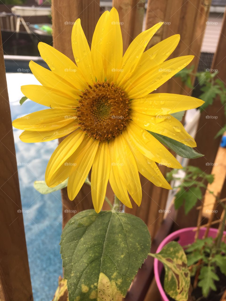 My daughter sunflower 