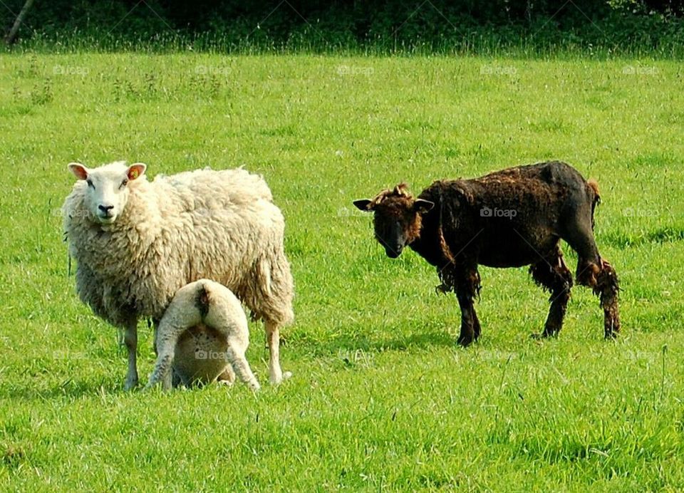Sheep family in Ireland