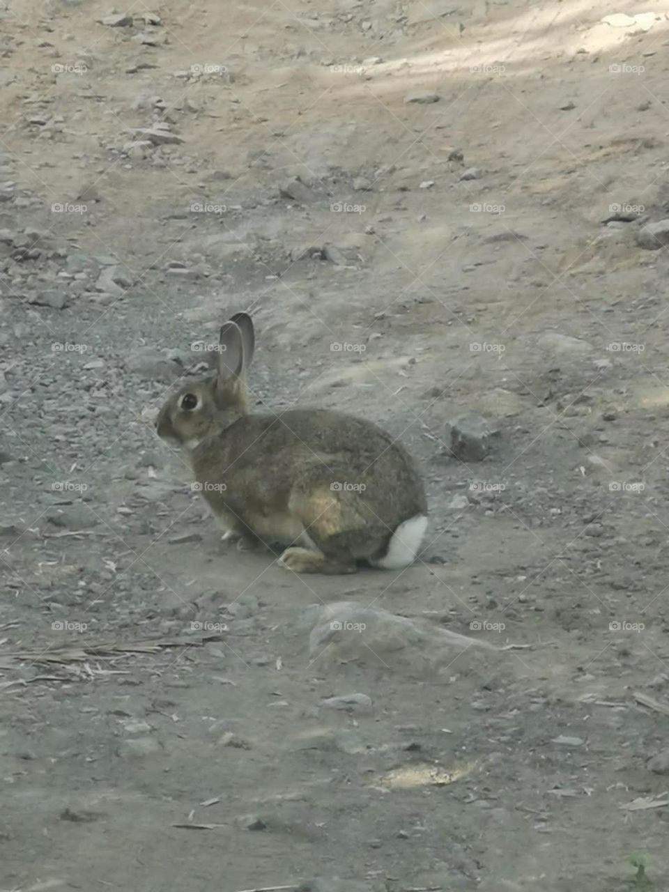 conejo grande gran canaria