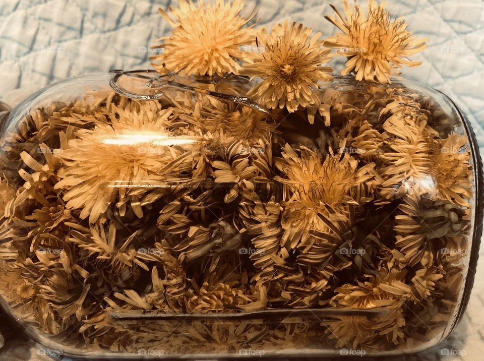 Filtered - dandelion flowers being infused in vinegar 