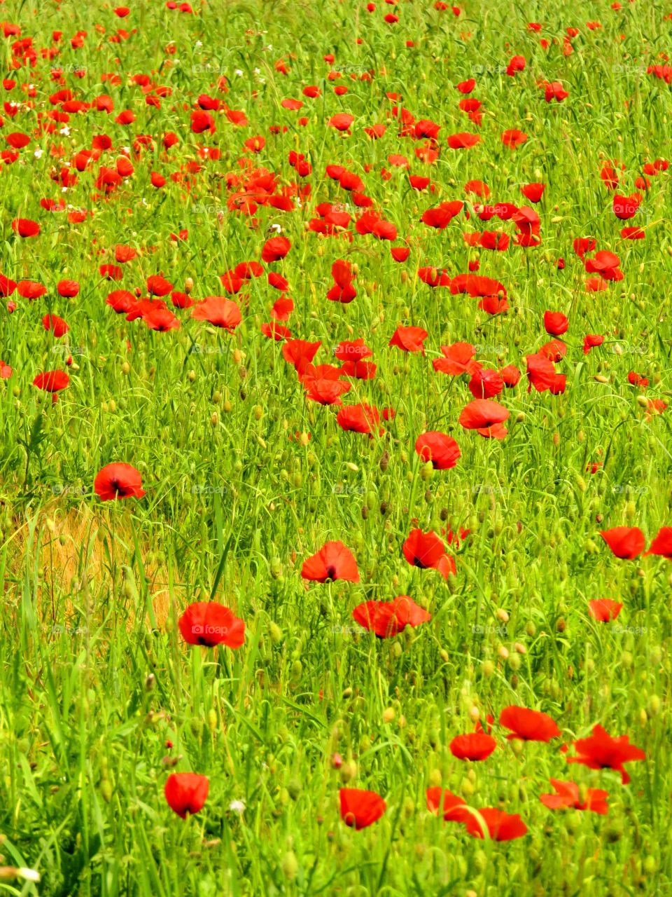 poppy field