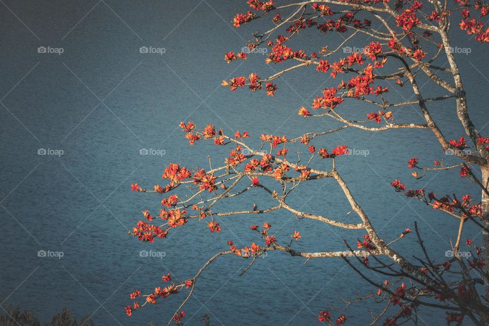 Branches of tree covered with flowers 