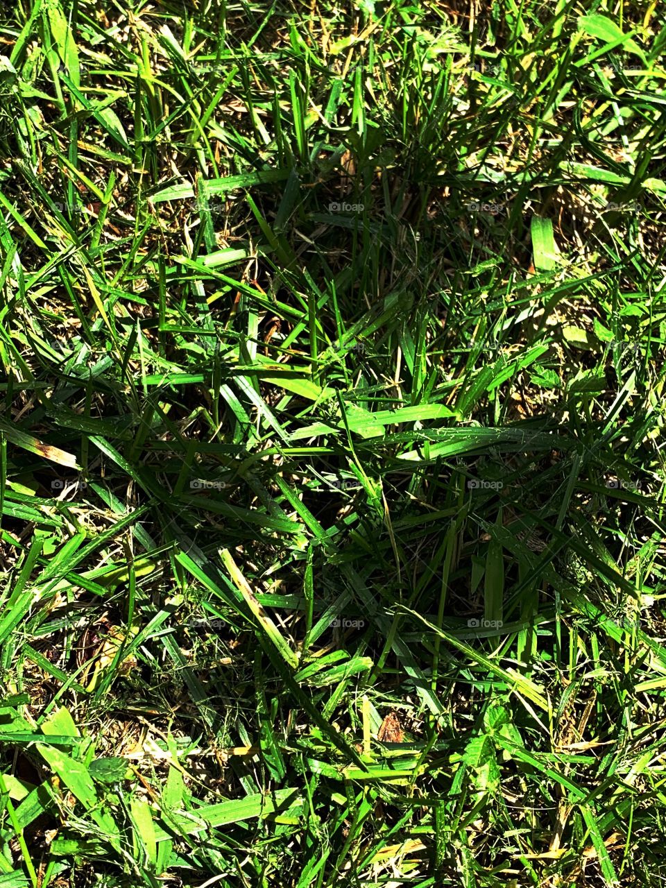 leafy shadows over grass