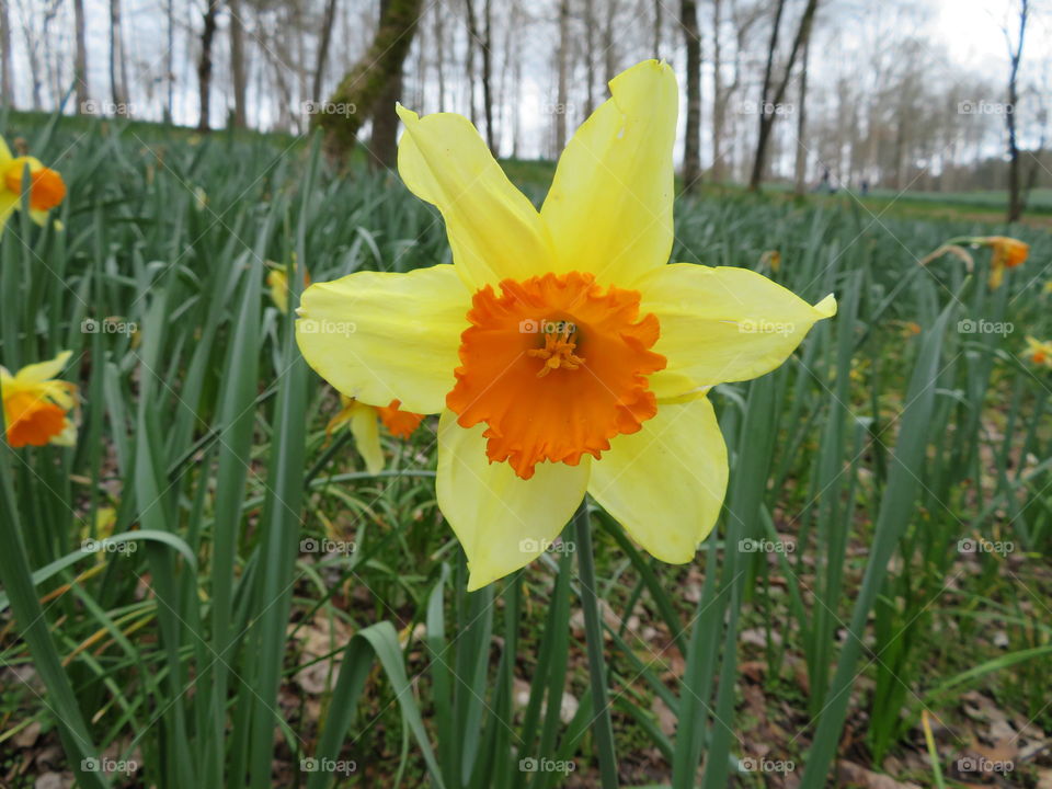 Close up daffodil 