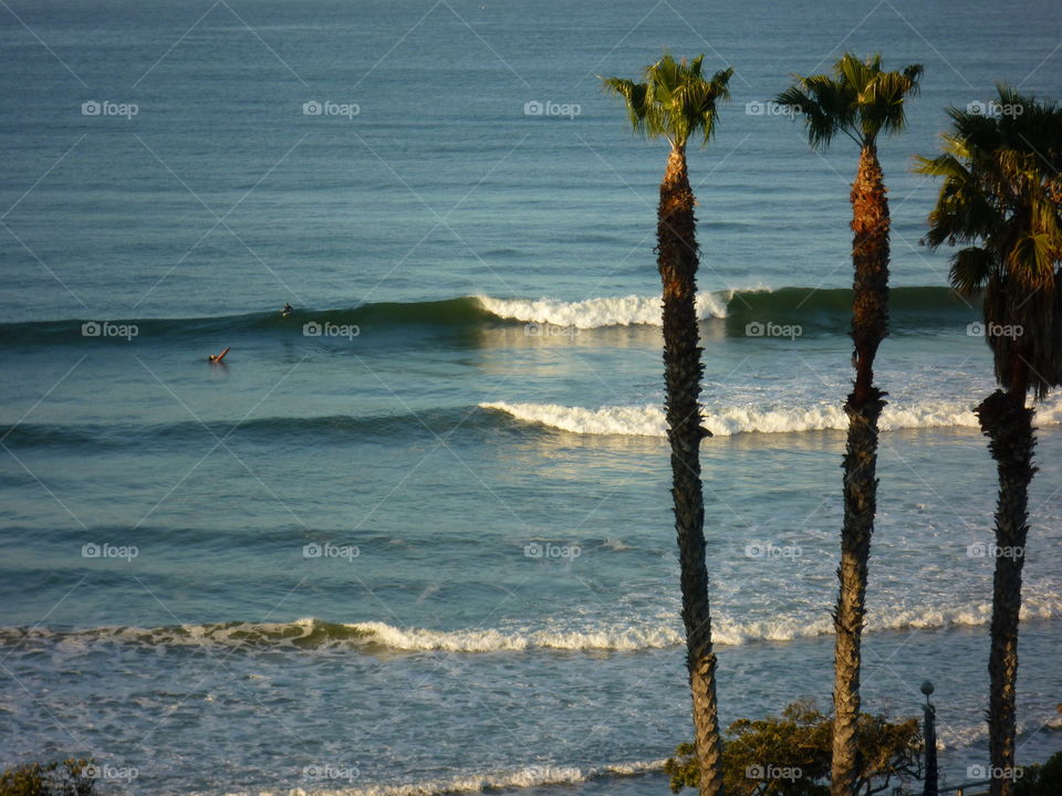 California beach and palm trees