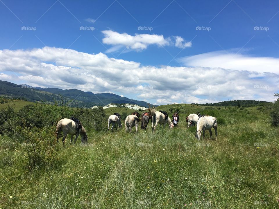 Horses on pasture 