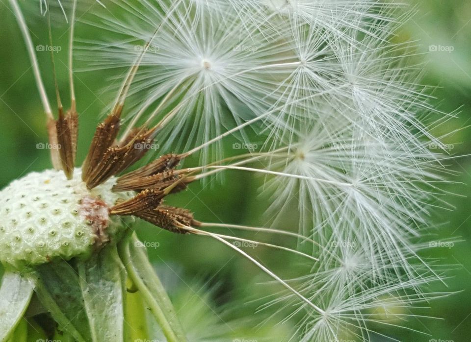 dandelion texture