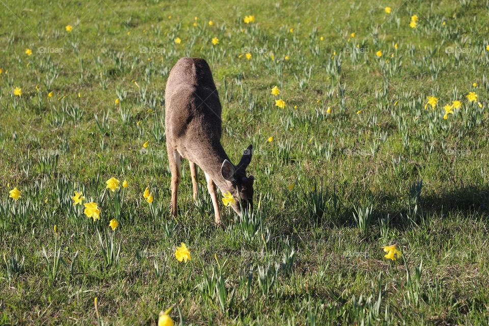 Deer on a green field 