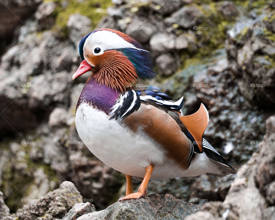 mandarin duck one of the amazing birds in the nature