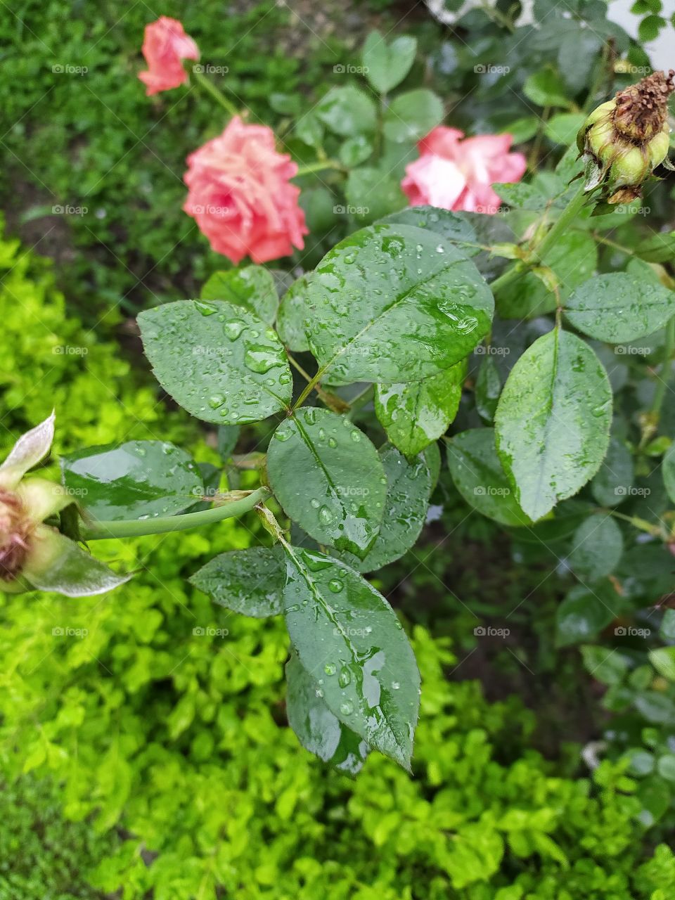 Flowers: eternal source of Joy