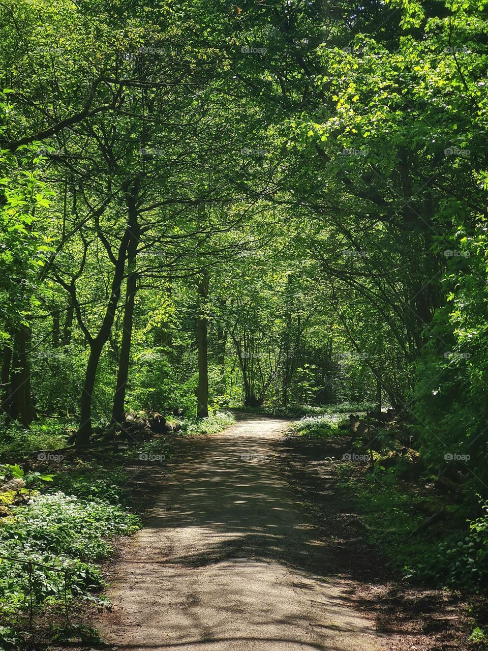 Walk in the forest