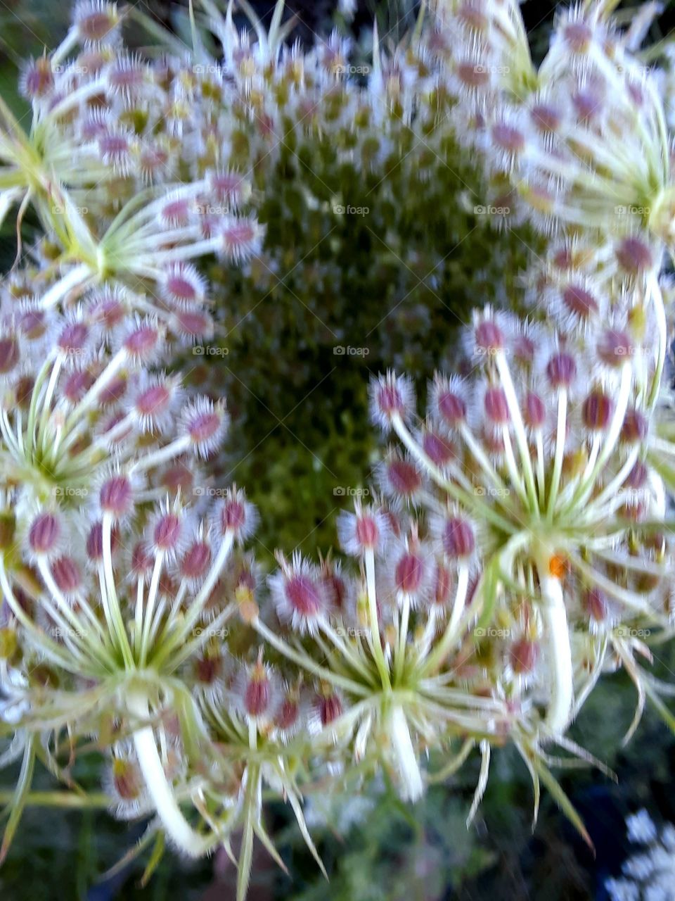 close-up of opening wild carrot flowers