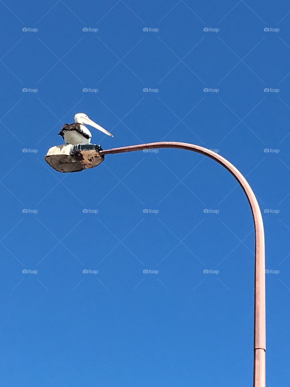 Single
Large pelican sitting on a high lamppost  against an indigo blue vivid clear sky