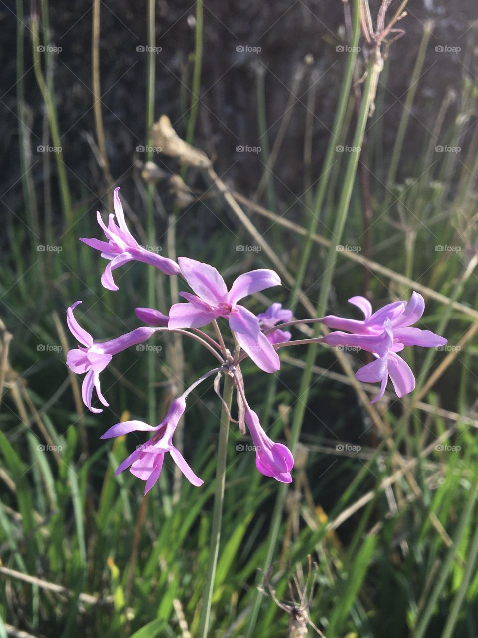 Late little lilac flower