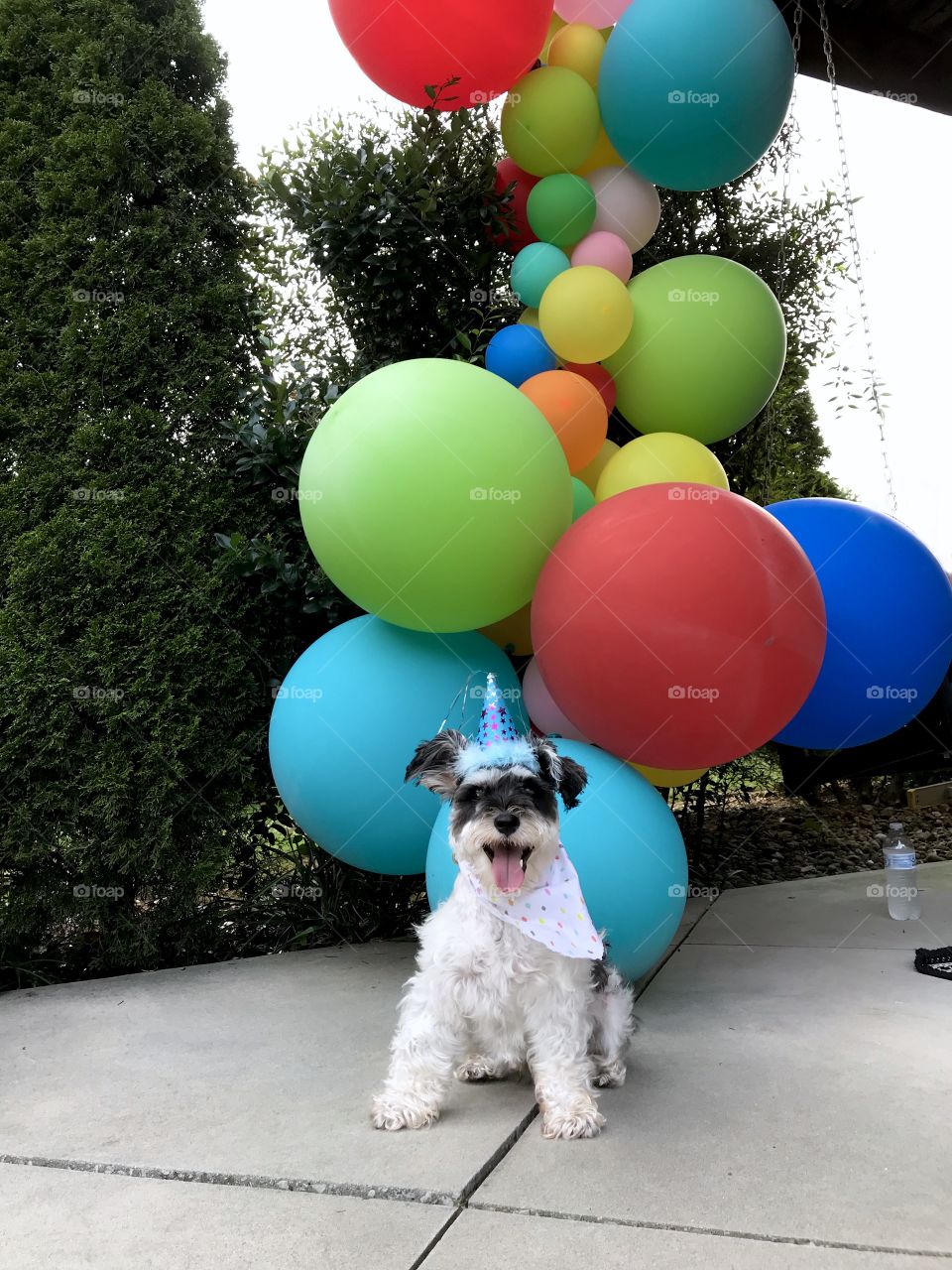 Schnauzer puppy’s first birthday. His face says it all