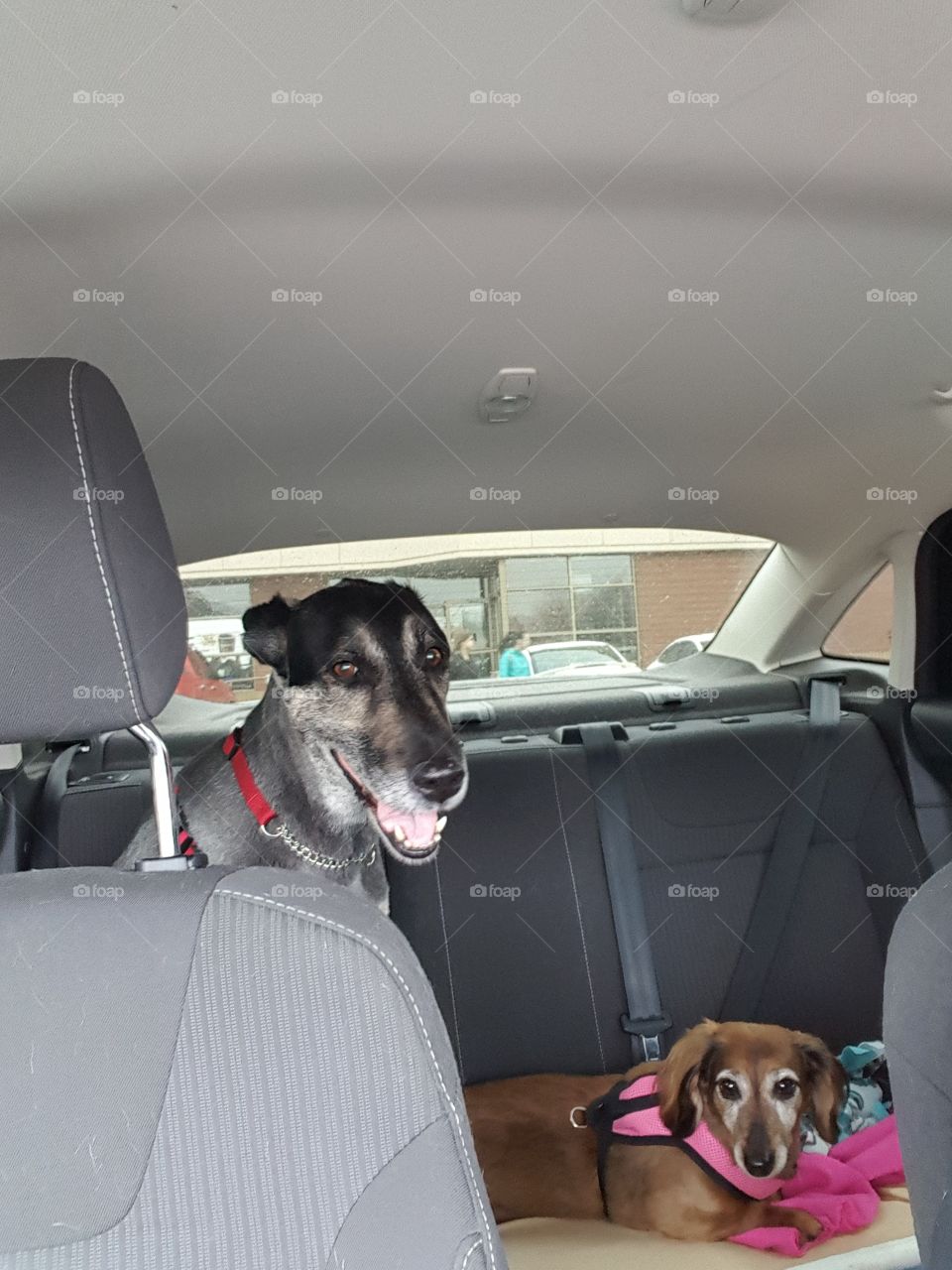 back seat drivers