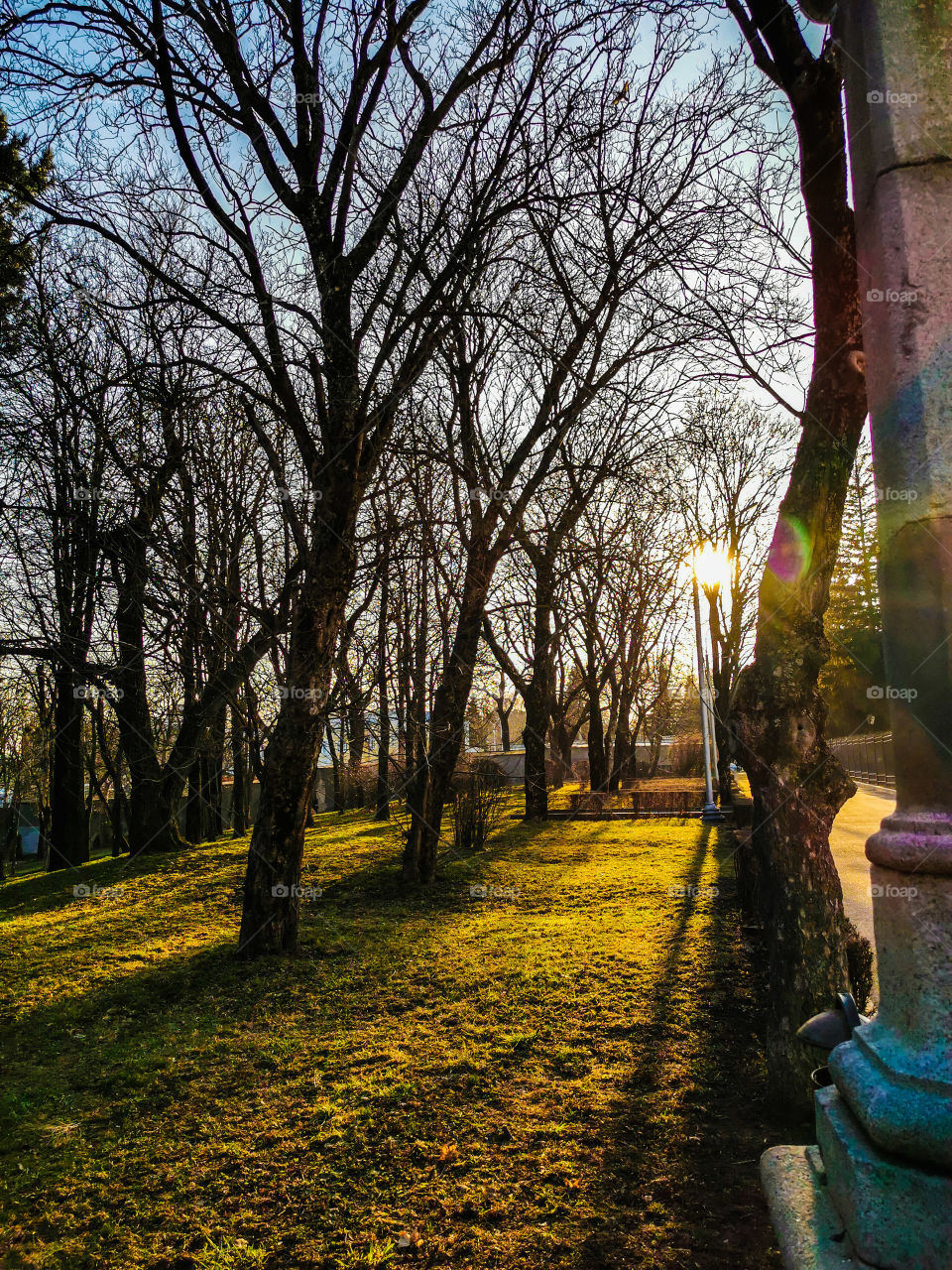 Trees magic forest green greens