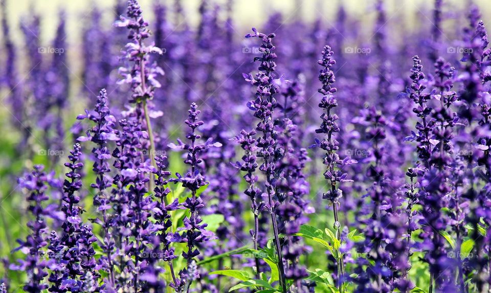 Beautiful puple colour flowers in bloom
