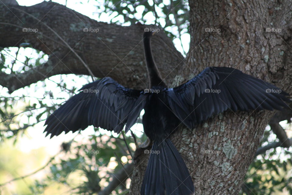Cormorant going up on tree