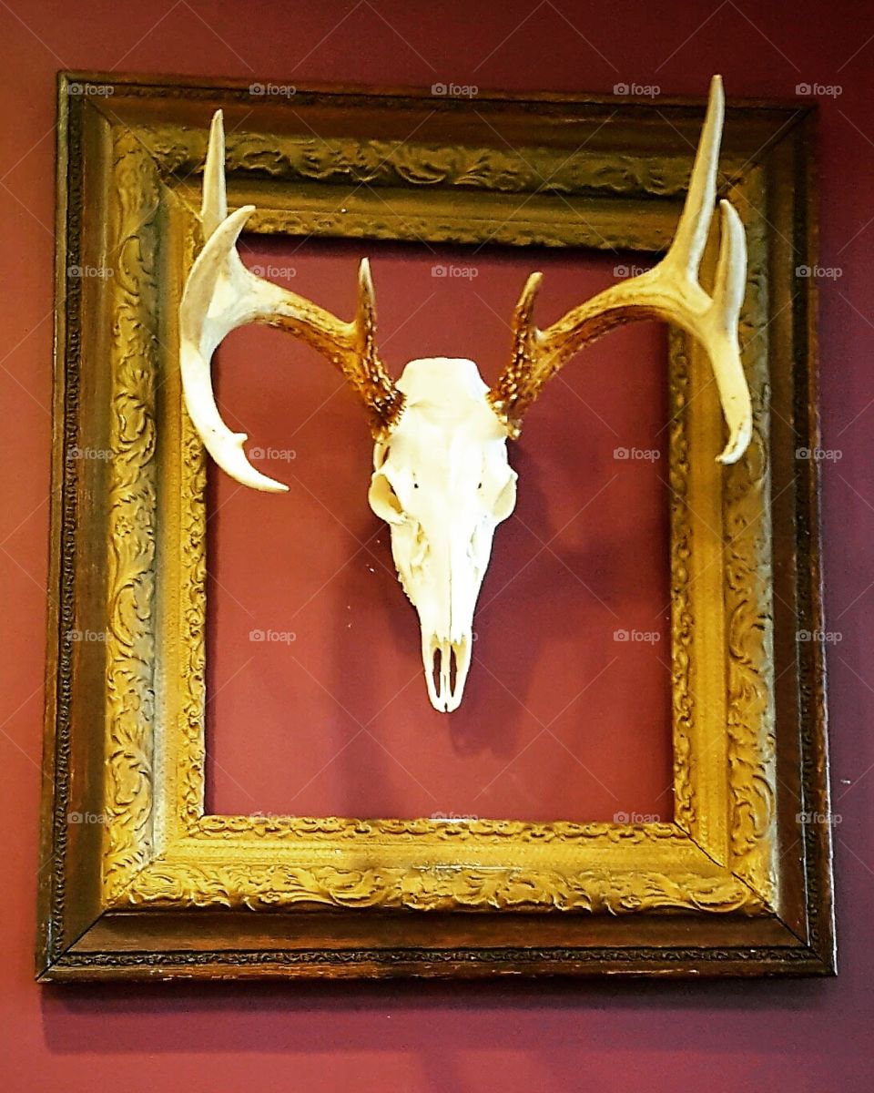 Framed Skull