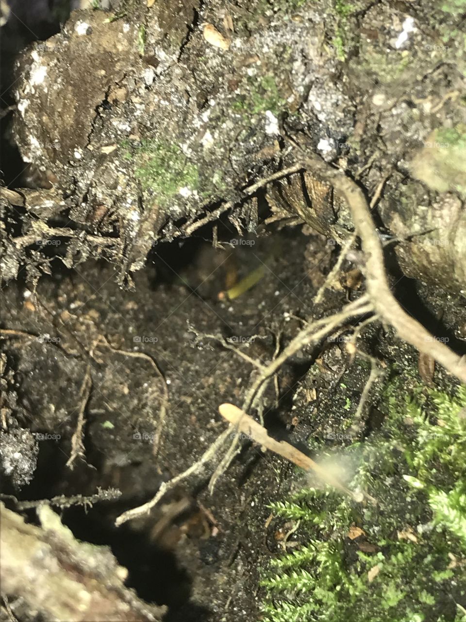 Intérieur d’un arbre 