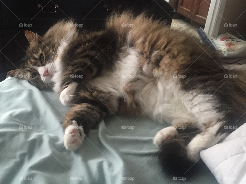 Fat, fluffy cat curled on on unmade bed
