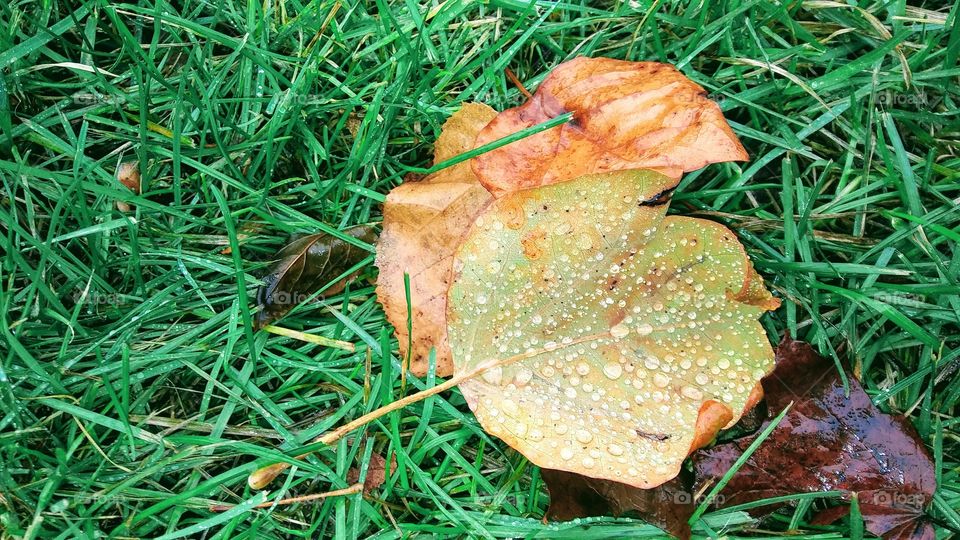 Wet Leaves