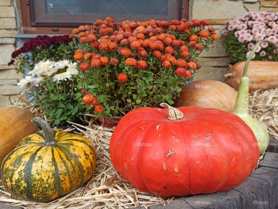 Fall Wins! (Bonus Exclusive Mission)