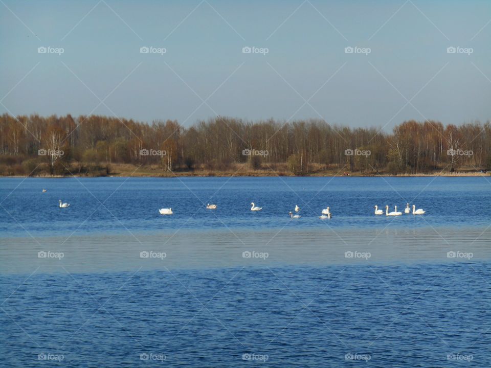 spring lake and swans landscape