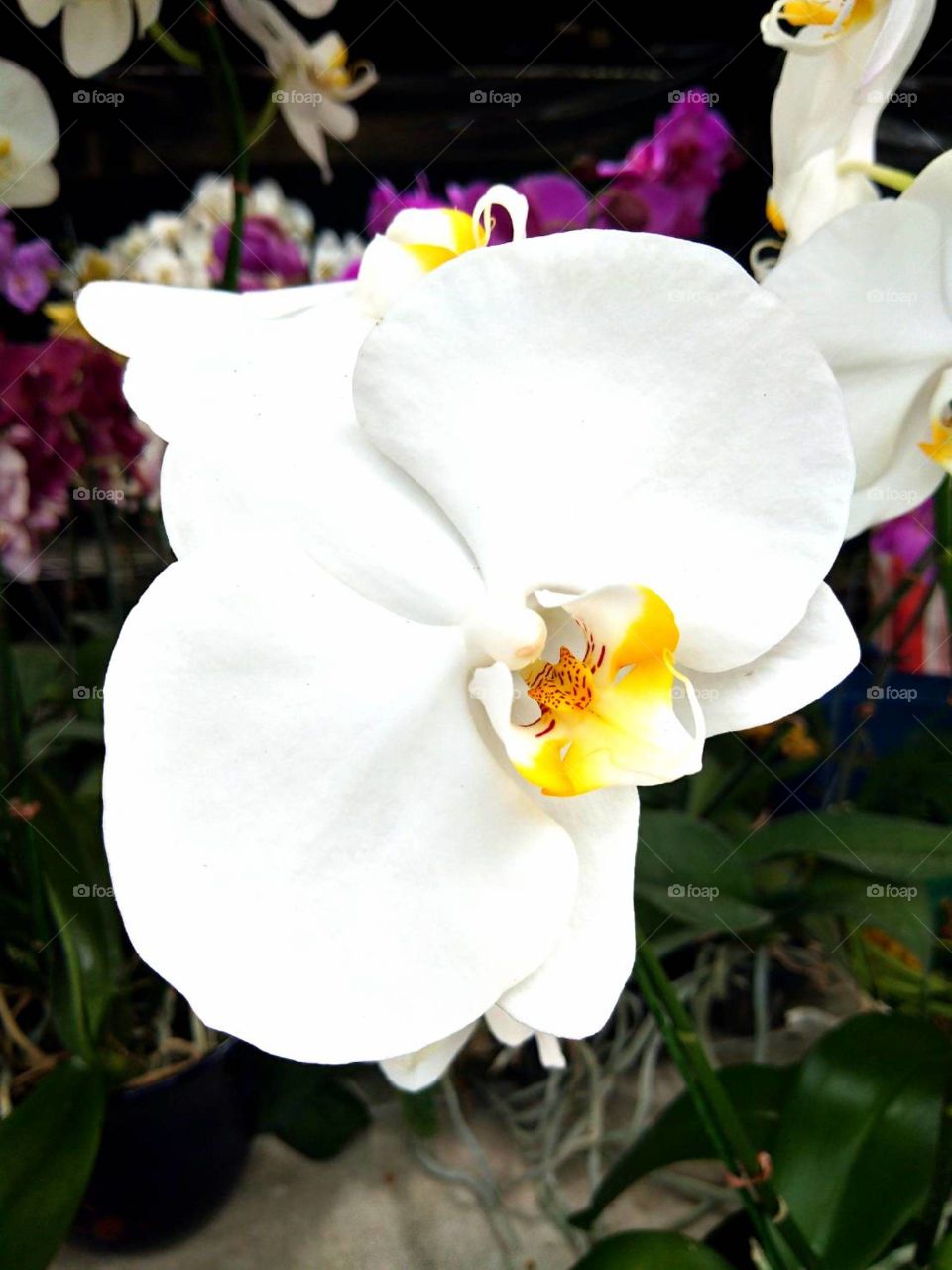 White Orchid for Sale.