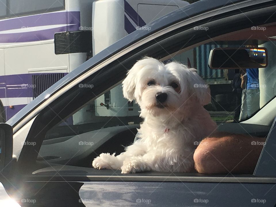 Doggy in the car next to me