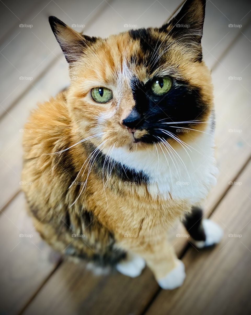 Calico Cat