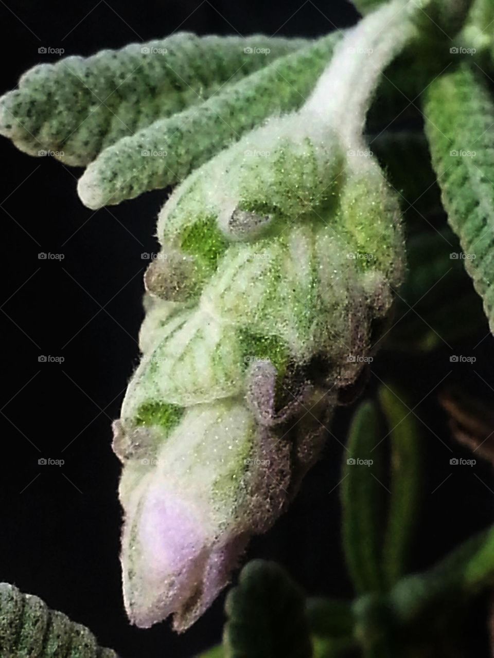 Lavender bud