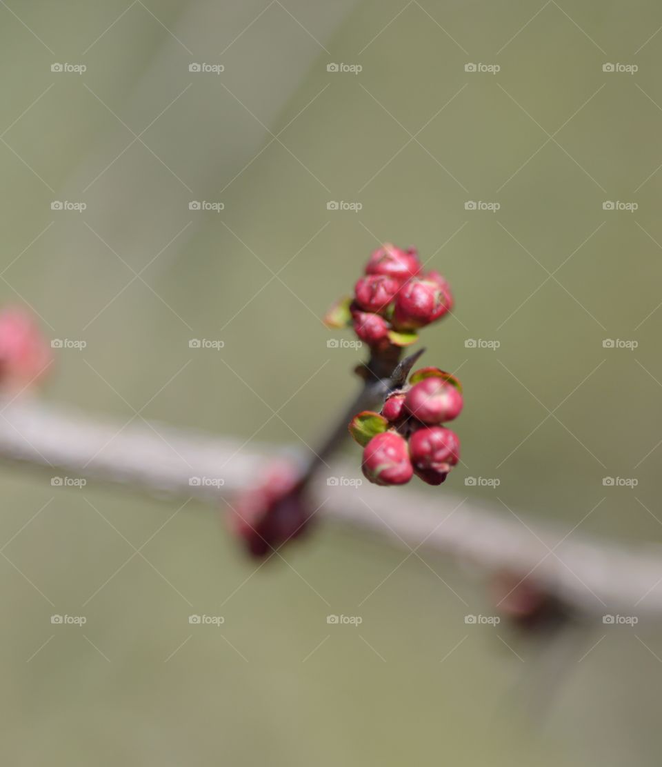 Tree buds ,almost spring 