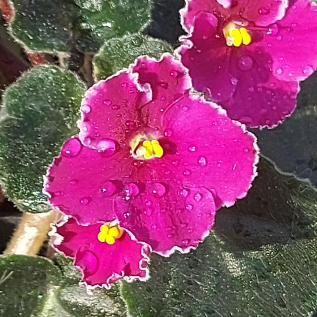 Sun light violet