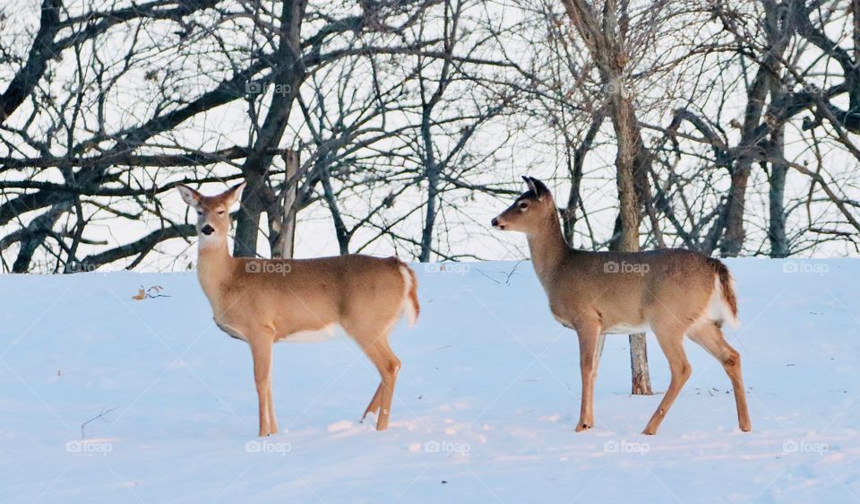 Gorgeous deer in snow!! 