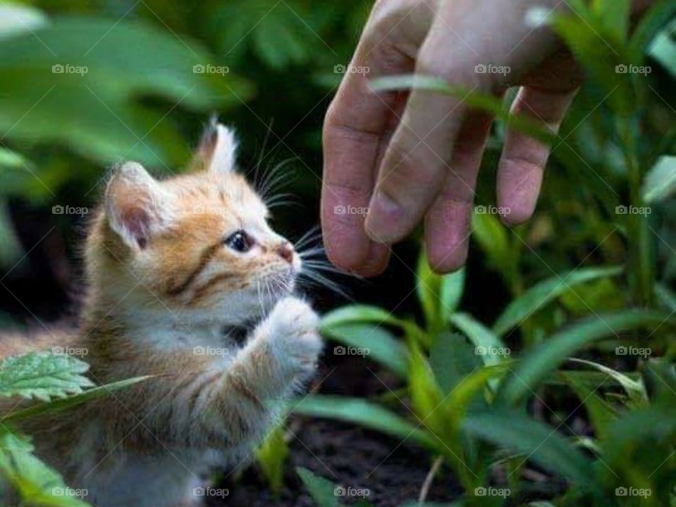 Kitten  and a hand.