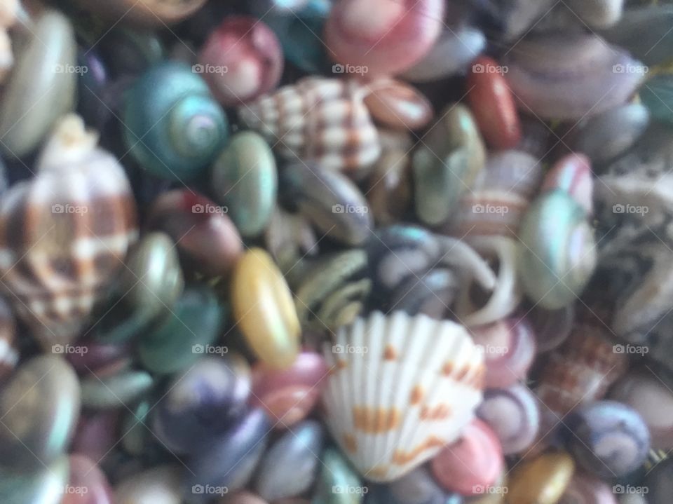 Shells