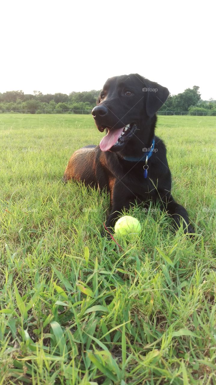 Grass, Field, Animal, Hayfield, Nature