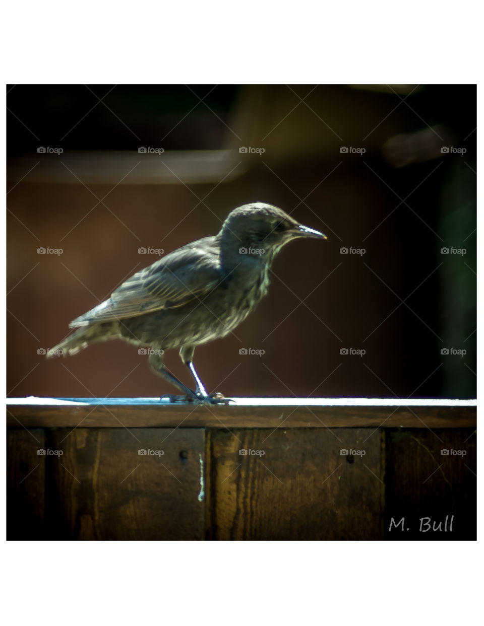 Bird on a fence
