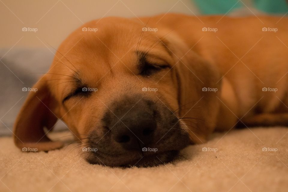 Sleeping pup