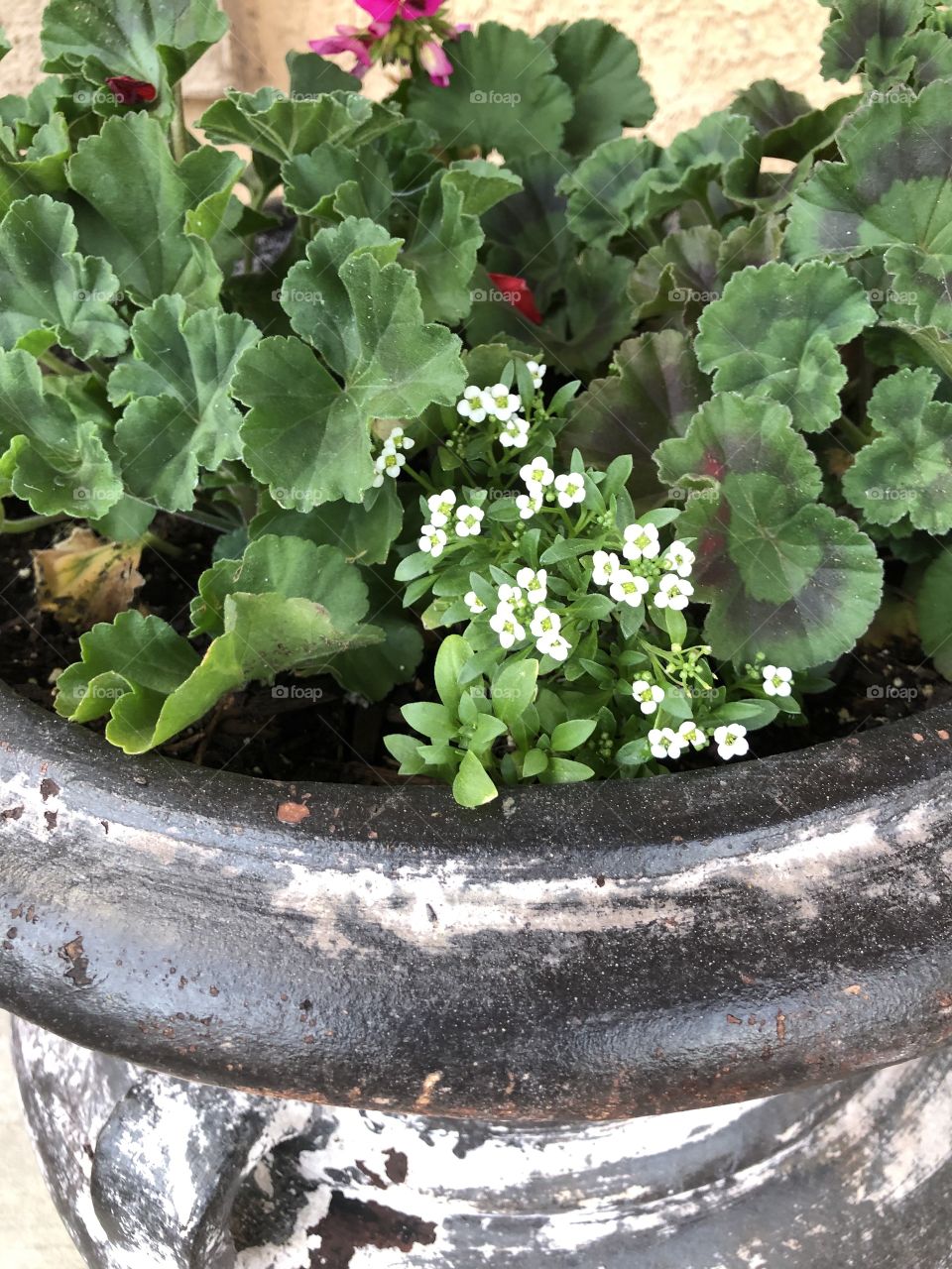 Container plants 